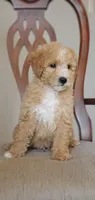 Archie, a male Miniature Goldendoodle for sale in Commerce, TX – Photo 2 of 8