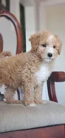 Archie, a male Miniature Goldendoodle for sale in Commerce, TX – Photo 8 of 8