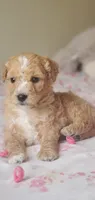 Archie, a male Miniature Goldendoodle for sale in Commerce, TX – Photo 4 of 10