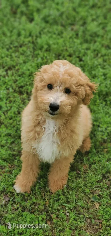 Archie – Miniature Goldendoodle puppy for sale in Commerce, TX