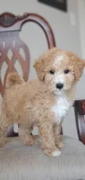 Archie, a male Miniature Goldendoodle for sale in Commerce, TX – Photo 7 of 8