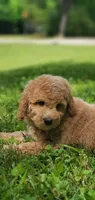 Benji, a male Miniature Goldendoodle for sale in Commerce, TX – 8 of 9