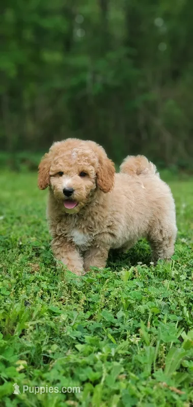 Benji – Miniature Goldendoodle puppy for sale in Commerce, TX