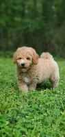 Benji, a male Miniature Goldendoodle for sale in Commerce, TX – 1 of 9