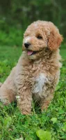 Benji, a male Miniature Goldendoodle for sale in Commerce, TX – 4 of 9