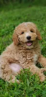 Benji, a male Miniature Goldendoodle for sale in Commerce, TX – 3 of 9