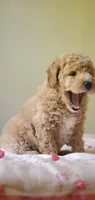 Benji, a male Miniature Goldendoodle for sale in Commerce, TX – Photo 2 of 10