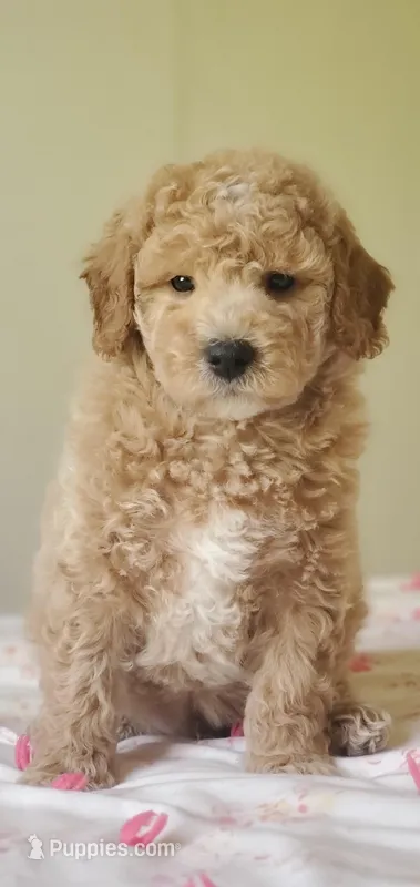 Benji – Miniature Goldendoodle puppy for sale in Commerce, TX