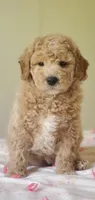 Benji, a male Miniature Goldendoodle for sale in Commerce, TX – Photo 1 of 10