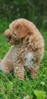 Benji, a male Miniature Goldendoodle for sale in Commerce, TX – 6 of 9