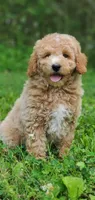 Benji, a male Miniature Goldendoodle for sale in Commerce, TX – 7 of 9