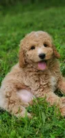 Benji, a male Miniature Goldendoodle for sale in Commerce, TX – 5 of 9
