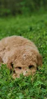 Benji, a male Miniature Goldendoodle for sale in Commerce, TX – 2 of 9