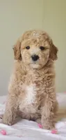 Benji, a male Miniature Goldendoodle for sale in Commerce, TX – Photo 8 of 10