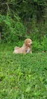 Benji, a male Miniature Goldendoodle for sale in Commerce, TX – 9 of 9