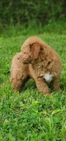 Mia, a female Miniature Goldendoodle for sale in Commerce, TX – 9 of 9