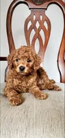 Rusty, a male Miniature Goldendoodle for sale in Commerce, TX – Photo 3 of 9
