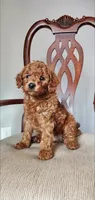 Rusty, a male Miniature Goldendoodle for sale in Commerce, TX – Photo 1 of 9