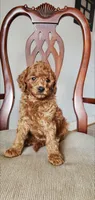 Rusty, a male Miniature Goldendoodle for sale in Commerce, TX – Photo 4 of 9