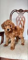 Rusty, a male Miniature Goldendoodle for sale in Commerce, TX – Photo 6 of 9