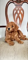 Rusty, a male Miniature Goldendoodle for sale in Commerce, TX – Photo 5 of 9