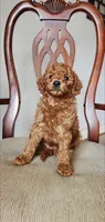 Rusty, a male Miniature Goldendoodle for sale in Commerce, TX – Photo 9 of 9