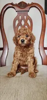 Rusty, a male Miniature Goldendoodle for sale in Commerce, TX – Photo 7 of 9