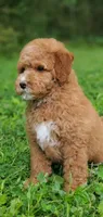 Mia, a female Miniature Goldendoodle for sale in Commerce, TX – 7 of 9
