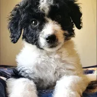 Roxy, a female Springer Doodle for sale in Commerce, TX – Photo 8 of 9