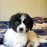 Roxy, a female Springer Doodle for sale in Commerce, TX – Photo 7 of 9