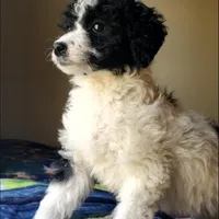 Roxy, a female Springer Doodle for sale in Commerce, TX – Photo 2 of 9