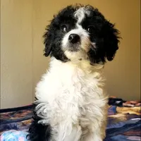 Roxy, a female Springer Doodle for sale in Commerce, TX – Photo 3 of 9