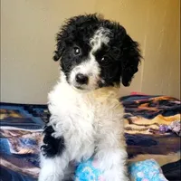 Roxy, a female Springer Doodle for sale in Commerce, TX – Photo 1 of 9