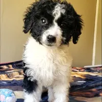 Roxy, a female Springer Doodle for sale in Commerce, TX – Photo 5 of 9
