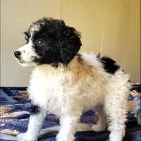 Roxy, a female Springer Doodle for sale in Commerce, TX – Photo 9 of 9