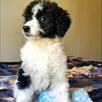 Roxy, a female Springer Doodle for sale in Commerce, TX – Photo 6 of 9