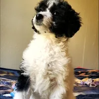 Roxy, a female Springer Doodle for sale in Commerce, TX – Photo 4 of 9