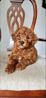 Tucker, a male Miniature Goldendoodle for sale in Commerce, TX – Photo 8 of 10