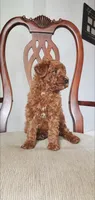 Tucker, a male Miniature Goldendoodle for sale in Commerce, TX – Photo 4 of 10