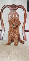 Tucker, a male Miniature Goldendoodle for sale in Commerce, TX – Photo 2 of 10