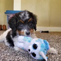 Finley, a male Springer Doodle for sale in Commerce, TX – Photo 7 of 10