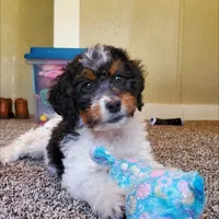Finley, a male Springer Doodle for sale in Commerce, TX – Photo 5 of 10