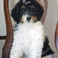 Finley, a male Springer Doodle for sale in Commerce, TX – Photo 1 of 10
