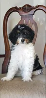Finley, a male Springer Doodle for sale in Commerce, TX – Photo 1 of 10