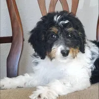 Finley, a male Springer Doodle for sale in Commerce, TX – Photo 8 of 10