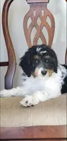 Finley, a male Springer Doodle for sale in Commerce, TX – Photo 8 of 10