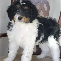 Finley, a male Springer Doodle for sale in Commerce, TX – Photo 2 of 10