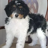 Finley, a male Springer Doodle for sale in Commerce, TX – Photo 4 of 10