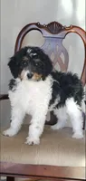 Finley, a male Springer Doodle for sale in Commerce, TX – Photo 4 of 10