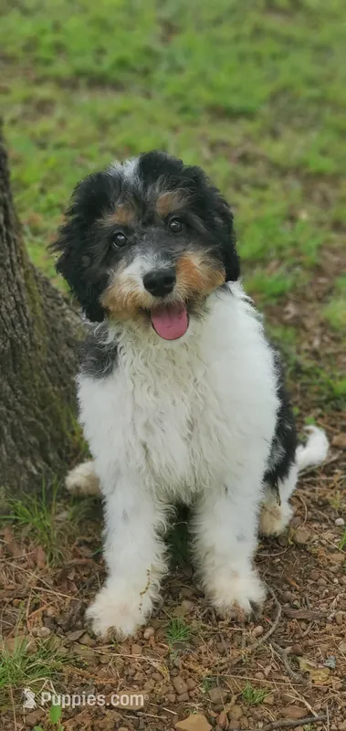 Finley – Springer Doodle puppy for sale in Commerce, TX